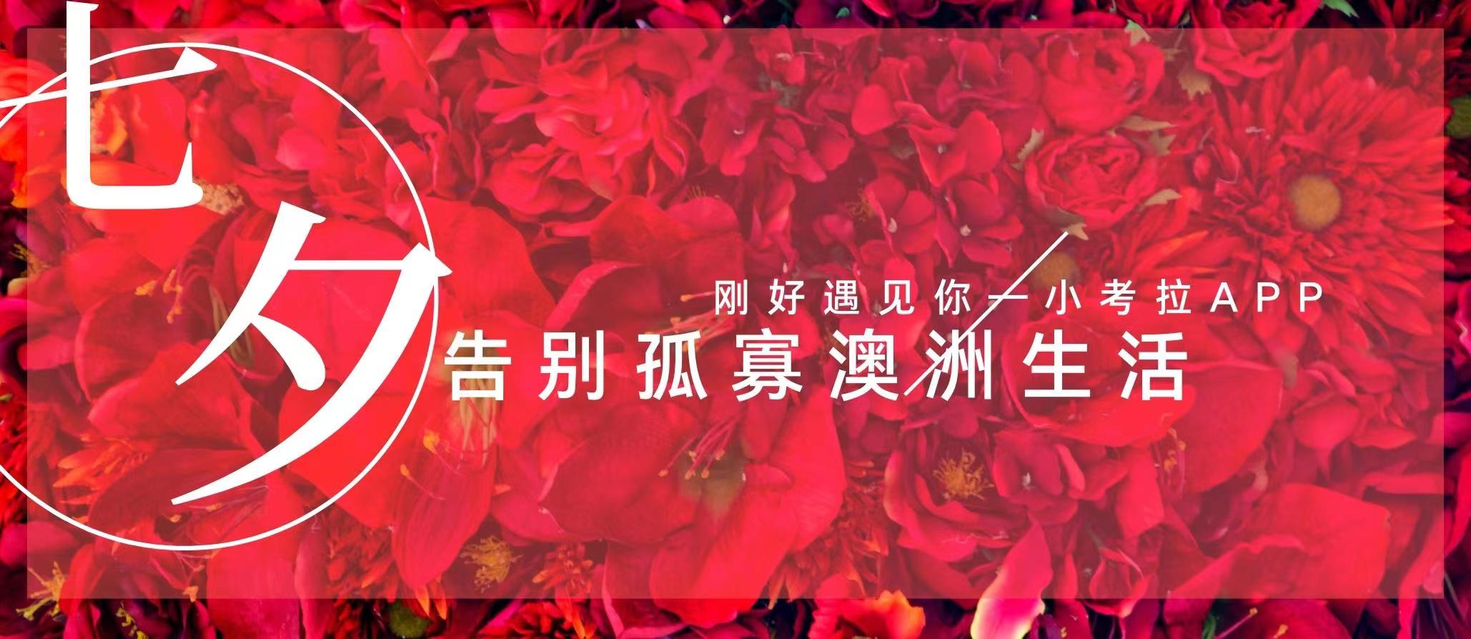 同一个小考拉，让你过不一样的澳洲七夕